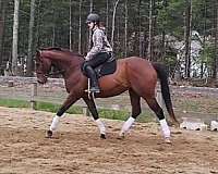 thoroughbred-gelding
