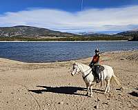 grey-forehead-balze-rear-leg-boots-horse
