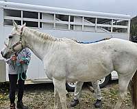 steel-gray-mare