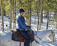 all-around-quarter-horse