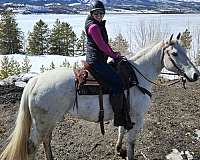 forehead-balze-rear-leg-boots-horse