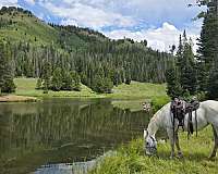 rear-leg-boots-horse