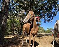 blaze-horse
