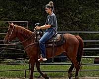 western-trail-horse-paso-fino