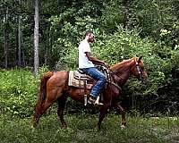western-trail-horse-mare
