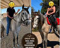 andalusian-mare