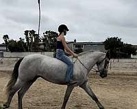 for-lease-andalusian-horse