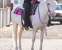 white-drill-team-pony