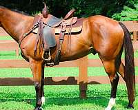 all-around-quarter-horse
