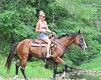 beginner-quarter-horse