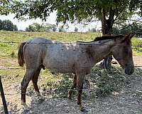 quarter-horse