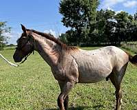 quarter-horse-for-sale