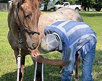 quarter-horse-colt