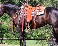all-around-quarter-horse
