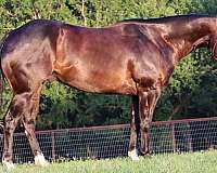 bay-quarter-horse-gelding