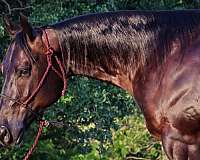 bay-all-around-horse