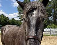 17-hand-percheron-mare