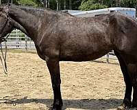 grey-percheron-mare
