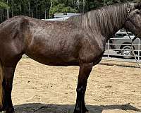 grey-mare-for-sale