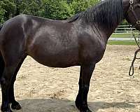 black-percheron-mare