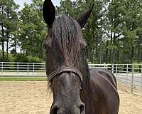16-hand-percheron-mare