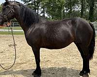black-mare-for-sale