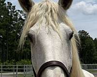 grey-mare-for-sale