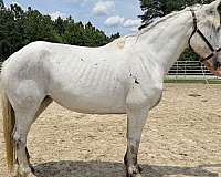 grey-driving-harness-horse