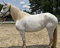 grey-percheron-mare