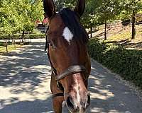 been-there-done-that-pony