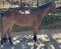 competed-pony