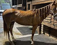 project-ranch-filly-mare