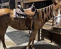quarter-horse-mare