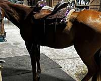 quarter-horse-for-sale