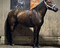 quarter-horse-gelding