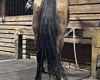quarter-horse-for-sale