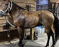quarter-horse