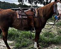paint-gelding