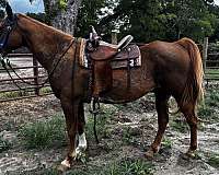 paint-horse-for-sale