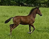 star-horse