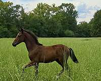 bay-star-horse