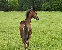 breeding-andalusian-horse