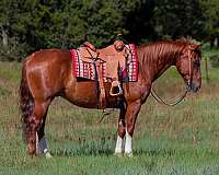 all-around-quarter-horse