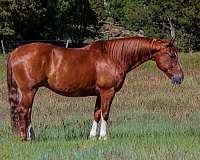 athletic-quarter-horse