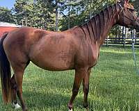 sip-upper-lip-horse
