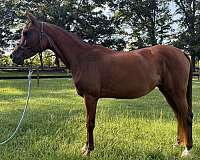 bay-sip-upper-lip-horse