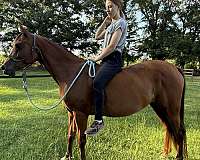 ara-arabian-horse