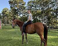 huckleberry-arabian-horse