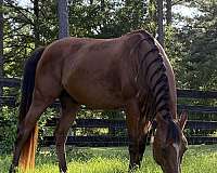 steady-arabian-horse