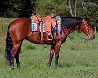 all-around-quarter-horse